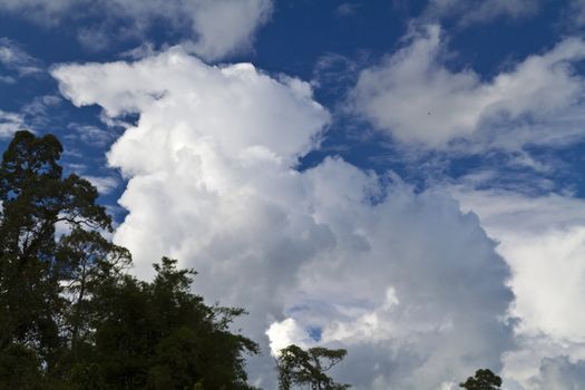 Sky with white cloud in the background and raintree in the foreground