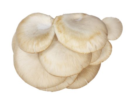 Oyster mushrooms on a white background 