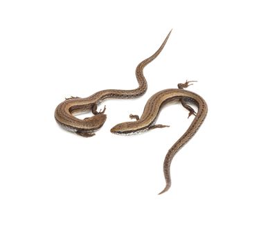 Two small lizards on a white background 