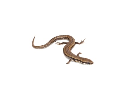 lizard on a white background