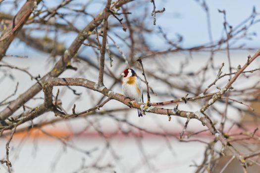 beautiful bird goldfinch sitting on a bare branch of the spring
