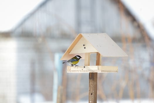 one tomtit sitting on a the bird table