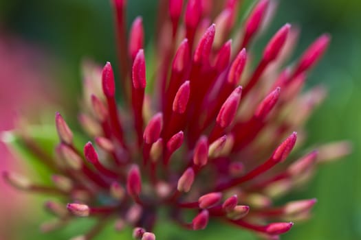 close up view of the red Ixora flower buds in the morning light with green blurry background