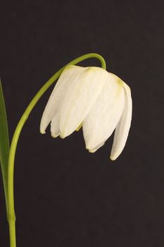 Fritillaria meleagris