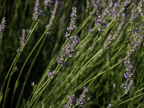 lavender field detail