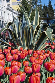The spring red tulip in flower field
