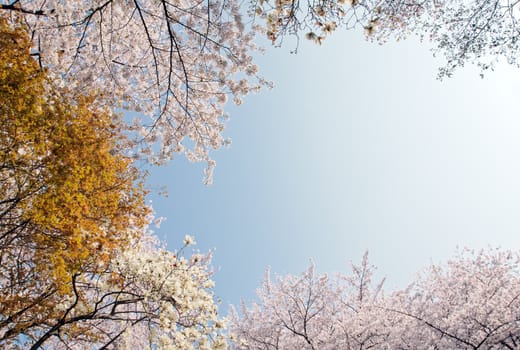 Blooing cherry and magnolia on a blue sky background