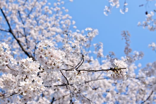 Branch of blooming cherry with selected focus