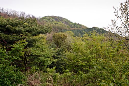 Shades of green in spring forest in mountains in Korea