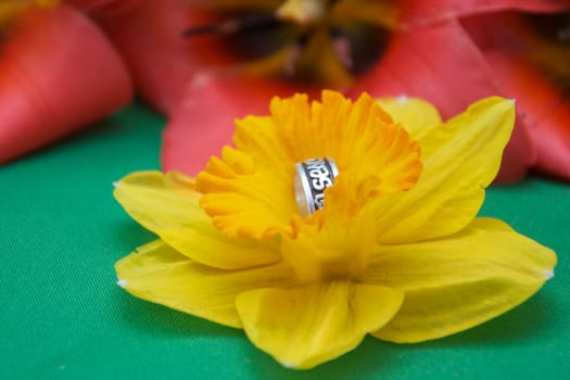 A celtic wedding band set into a daffodil, with tulips in the background.
