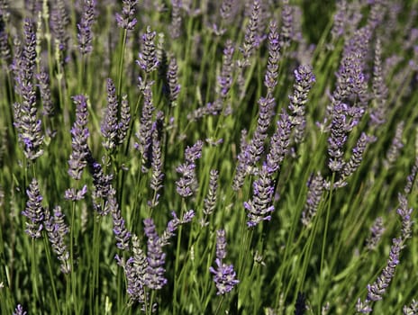 lavender field detail