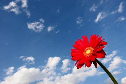 Gerbera against the sky on a sunny day