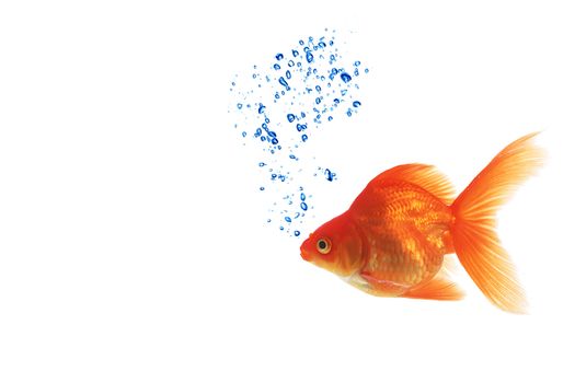 Isolated of the gold fish on white