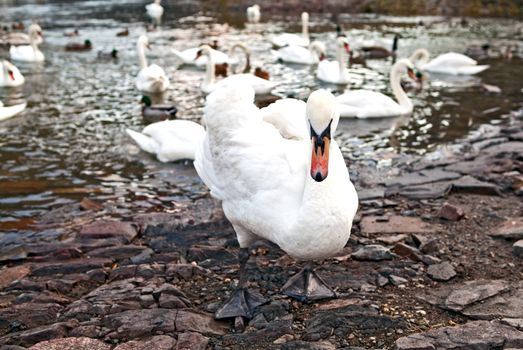white swan standing on the stones outdoors