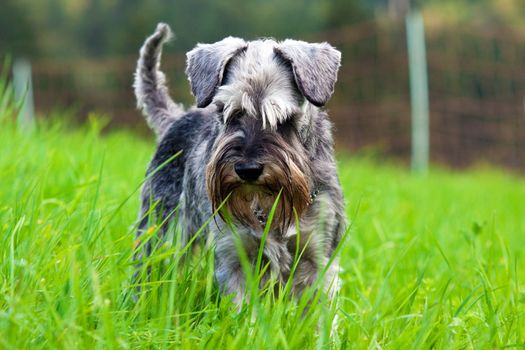 miniature schnauzer in the green grass outdoors