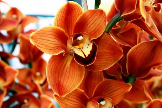 orange orchid flower close up