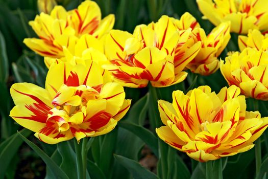 red and yellow untypical shape tulips outdoors
