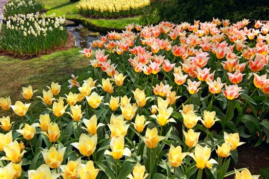 tulips blossom in Dutch garden Keukenhof at spring