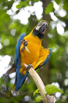 Macaw standing on a branch in the jungle