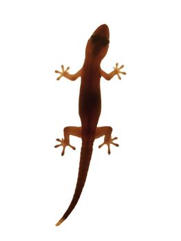 Closeup of a gecko backlit on white background