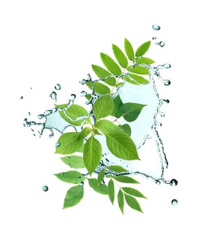 Ecology concept. Green leaves with splashing water on white background