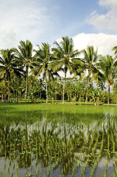 rice fieldand palm trees in bali indonesia