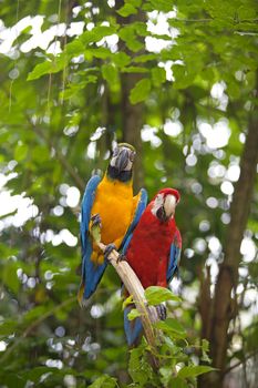 Two Macaws standing on a branch in the jungle