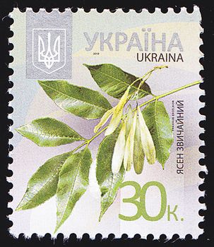 UKRAINE - CIRCA 2012: A post stamp printed in Ukraine shows  European Ash (Fraxinus excelsior ),circa 2012.