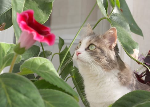 Cat near leaves of flower. Shallow DOF.