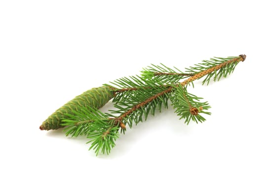 Twig of fir-tree with cone over white