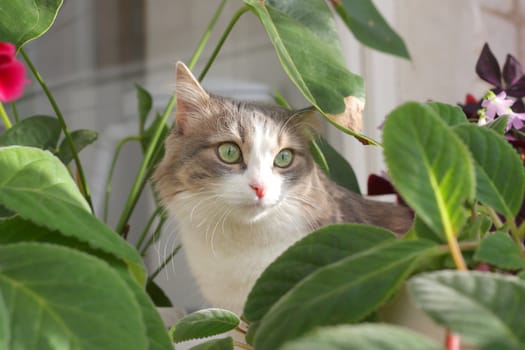 Cat near leaves of flower. Shallow DOF.