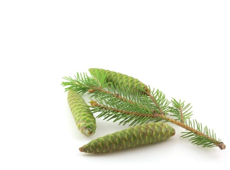 Twig of fir-tree with green cones over white.