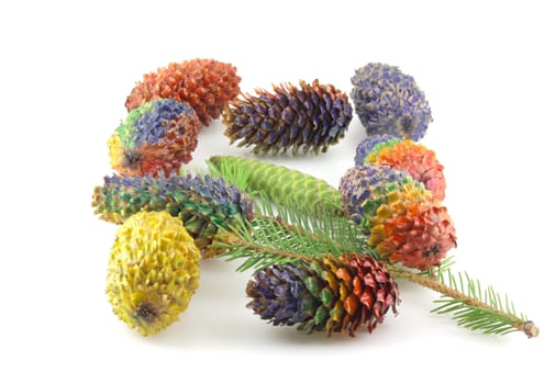 Twig of fir-tree with color cones over white
