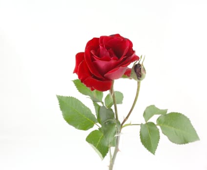 Red rose over white