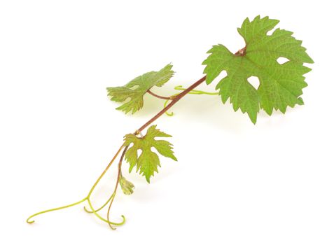 Twig of vine over white