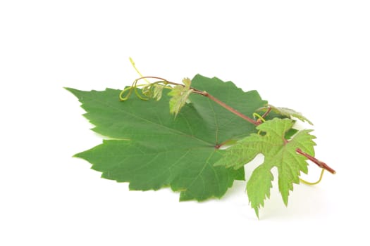 Twig and leaf of vine over white