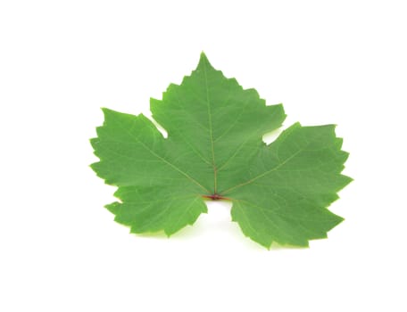 Big leaf of vine over white