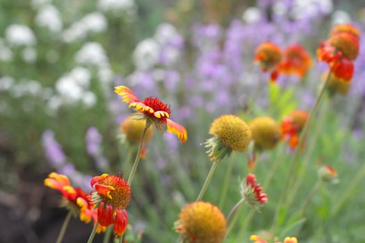 Scarlet flower in garden. Shallow DOF