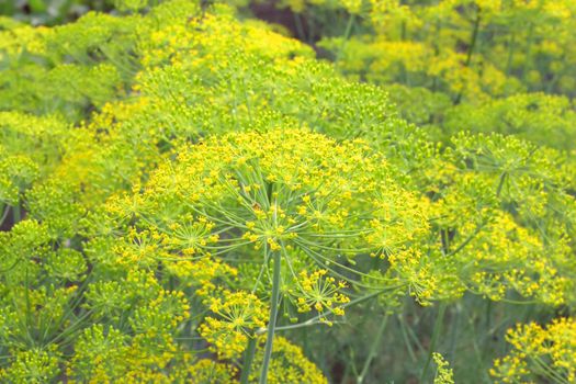 Fennel in garden. Shallow DOF.