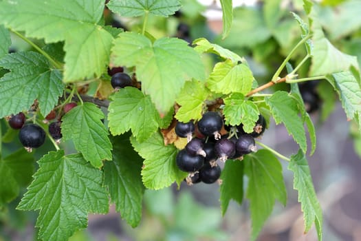Black-currant in the garden. Shallow DOF.
