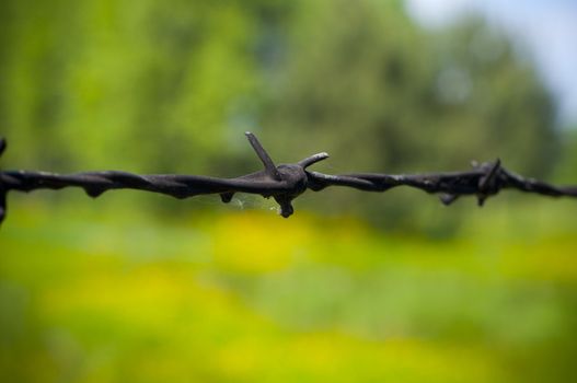 close-up on a barbed wire