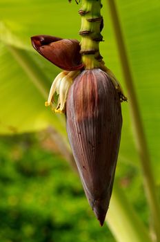 Banana Flower on palm leaves background