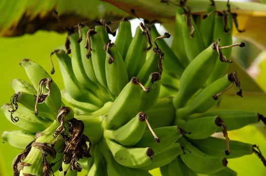 Green Bananas on Banana tree close up
