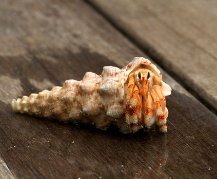 Hermit Crab in his shell close up on wooden background