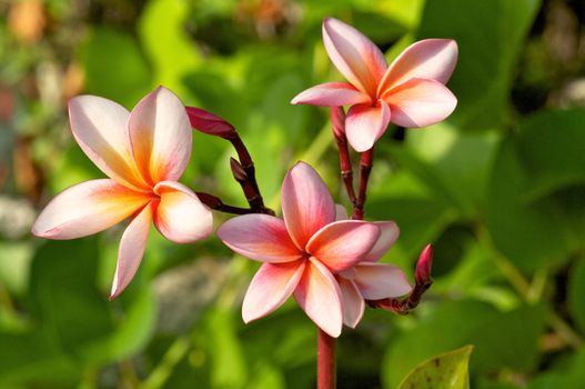 Frangipanis or plumeria in natural environment on leaves background