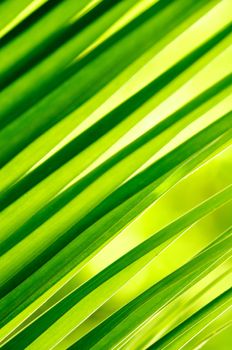 Fresh Green Background of palm plants leaf