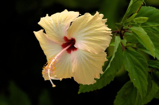 Light Yellow Hibiscus in natural environment