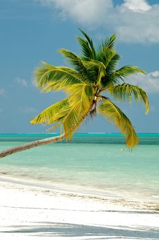 Single Palm tree banding on ocean beach background