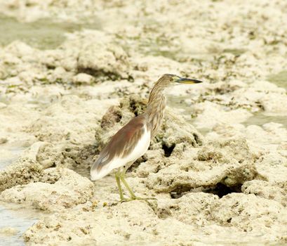 Indian Pond-Heron or Ardeola grayii in natural environment on coral backround