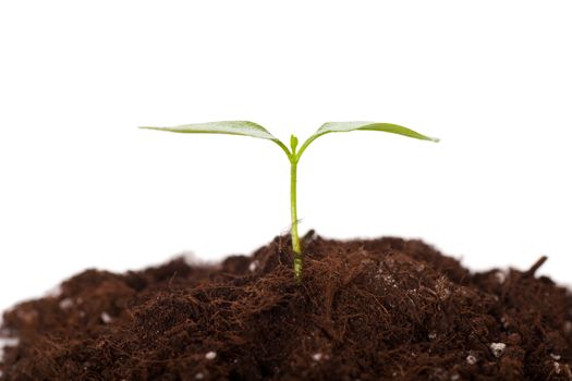 Green sprout growing from soil isolated over white background